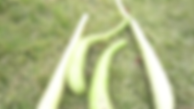 Gourds growing in the grass