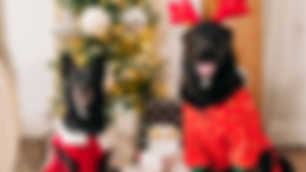 Howliday Photos!