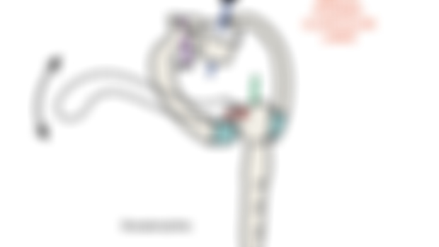 Costo-Sterno-Clavicular LINKS