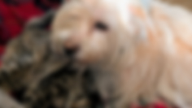 Updated Live Chat Info