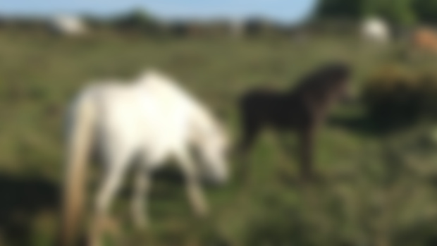 Epona