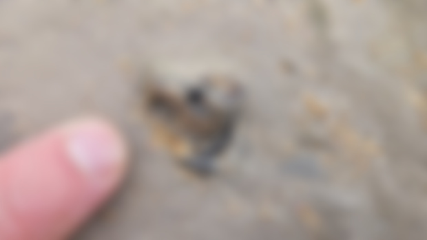 12 apostles penguin coracoid!