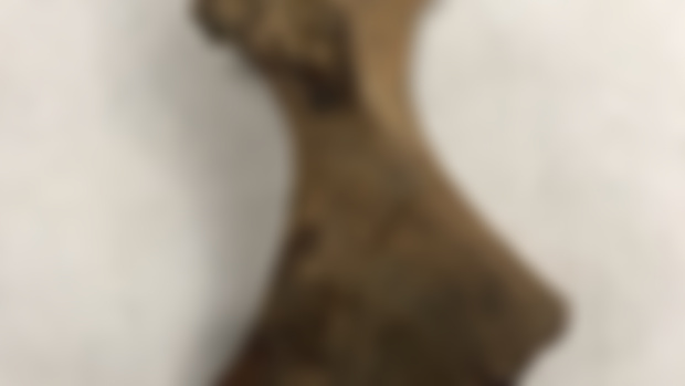 Pelagornithid coracoid all cleaned up! 