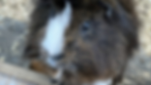Gordolito update 