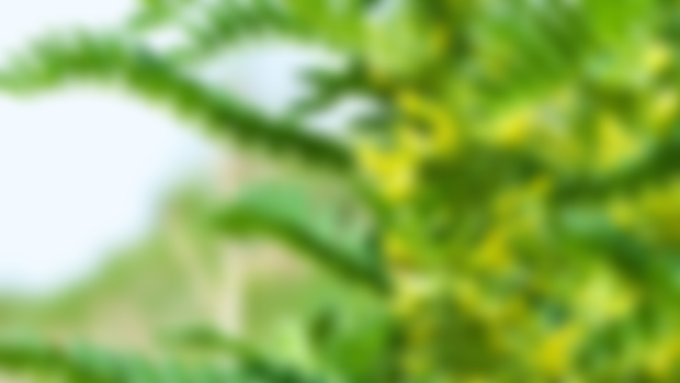 Protection at the center with Astragalus