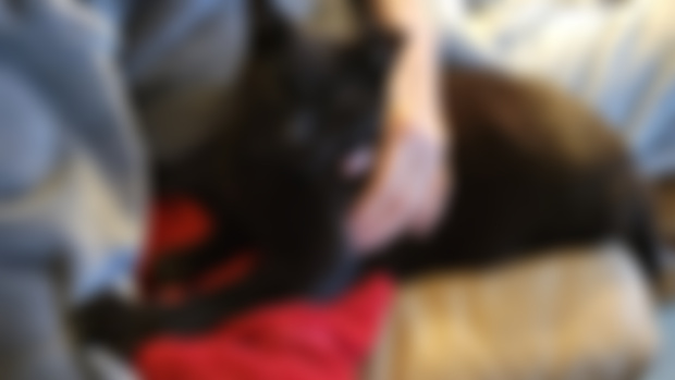 Ninja getting snuggles