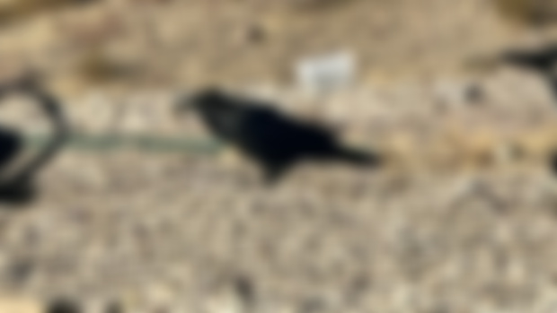 Trying to train some ravens on a quiet sunny afternoon. 