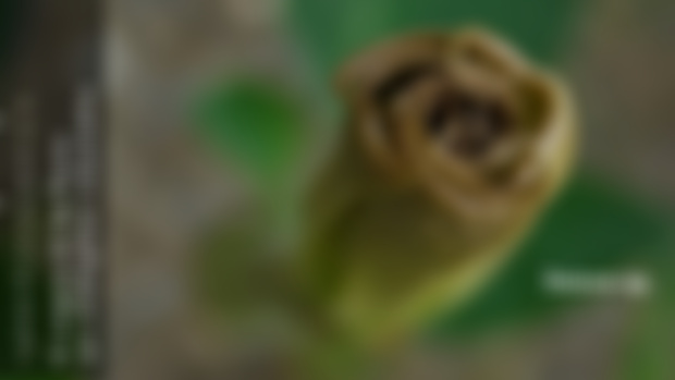 El enigma de las flores que doblegaban voluntades: Datura sp. {La Senda de las Plantas Perdidas 085}