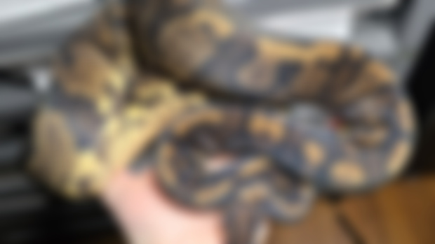 3 available breeder males