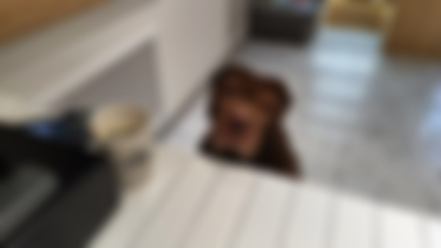 Coffee?🐶☕