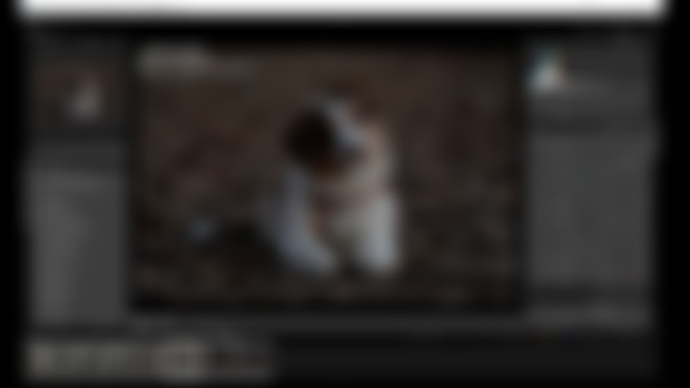 Speed edit retouche canine 