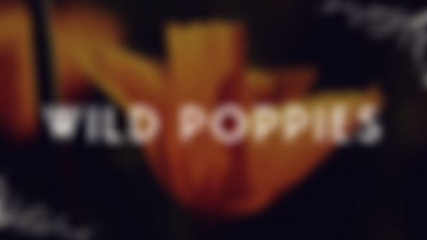 Wild Poppies: December Print Shop Codes!