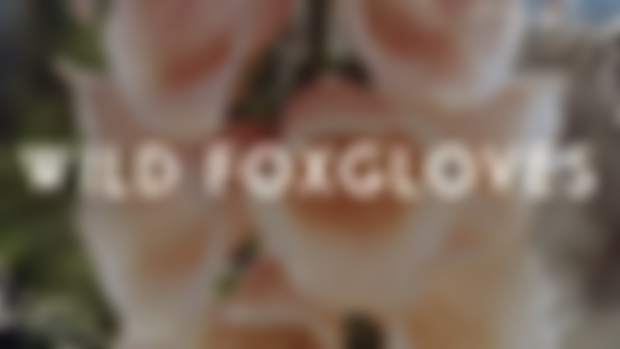 Wild Foxgloves: December Print Shop Codes! 