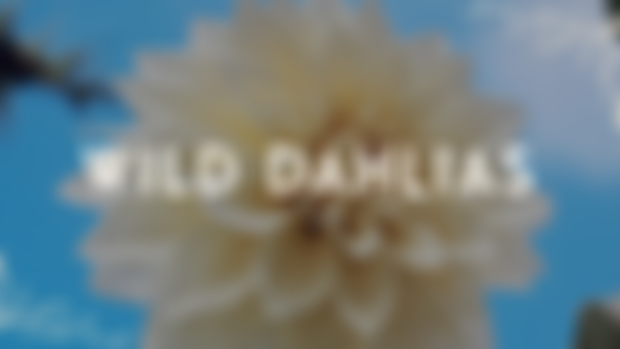 Wild Dahlias: December Print Shop Codes! 