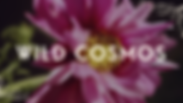 Wild Cosmos: December Print Shop Codes!