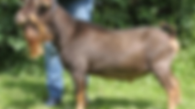 Patreon Exclusive--Introducing our herdsire!