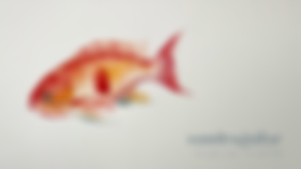 Un pez rojo / A red fish
