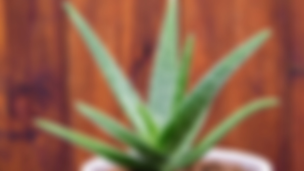 Aloe For Your Gut, Thyroid + Healing