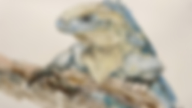 Ep. 70 - Saving the Blue Iguana