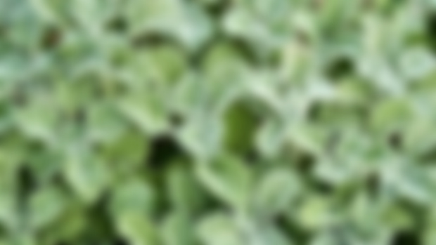 Herbs to Support Bronchitis