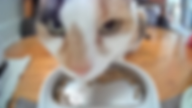 IT IS I GIVING YOU ALL YOUR OWED CAT TAX 