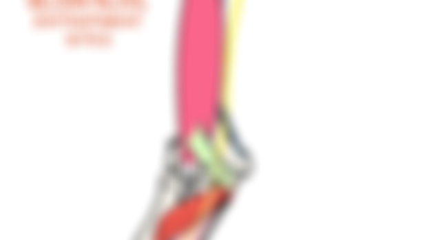 Median Nerve LINKS- Entrapment Sites