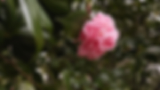 NEW Digital Wallpapers for January 2025!
