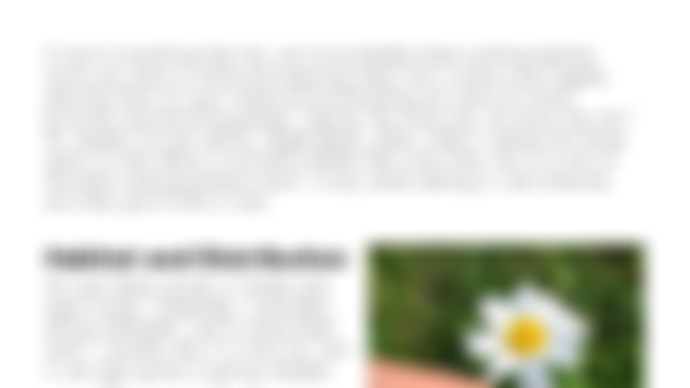 Simply Foraged e-Book: Ox-Eye Daisy