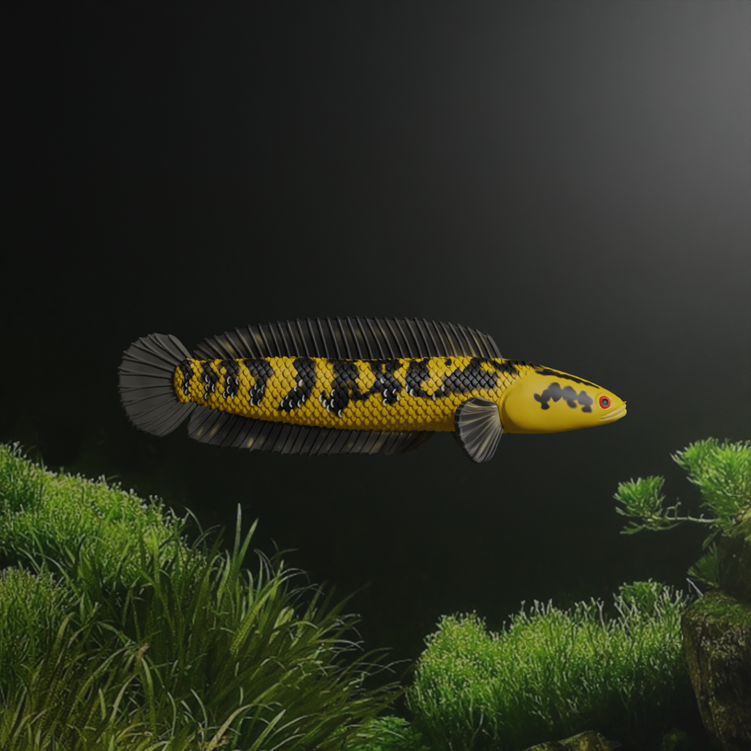 Channa Barca fish - Snake head fish