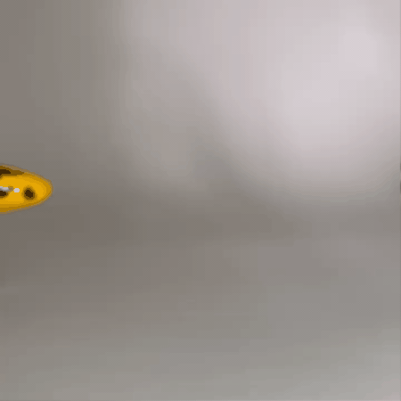 Channa Barca fish - Snake head fish with chopsticks