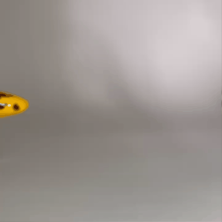 Channa Barca fish - Snake head fish with chopsticks