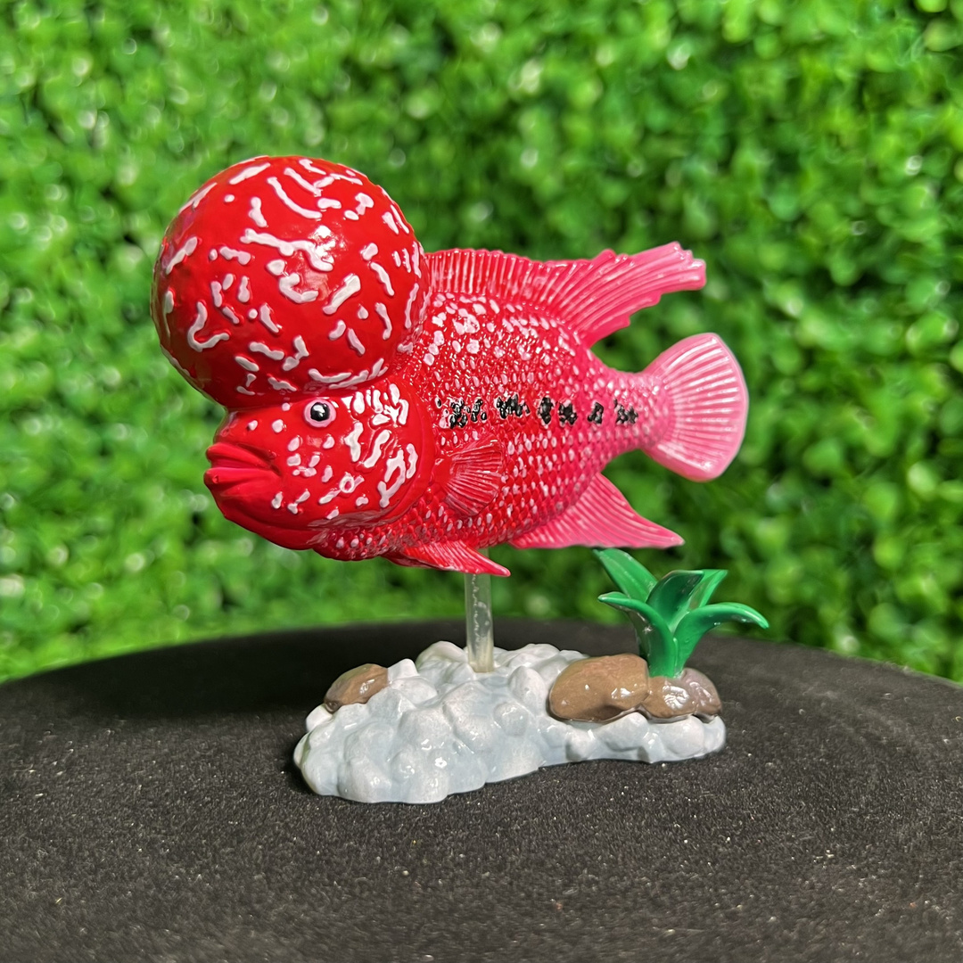 Flower Horn Fish - FlowerHorn Cichlid