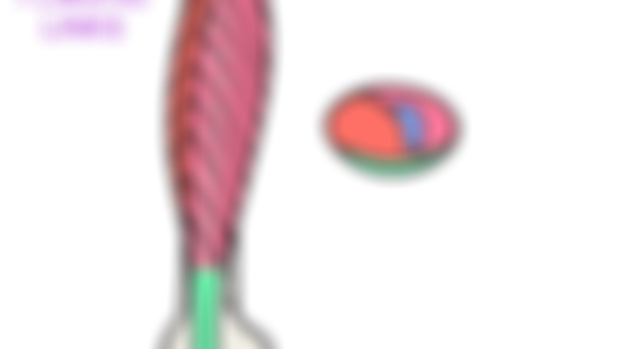 Rectus Femoris LINKS- Fascial Architecture and Injuries