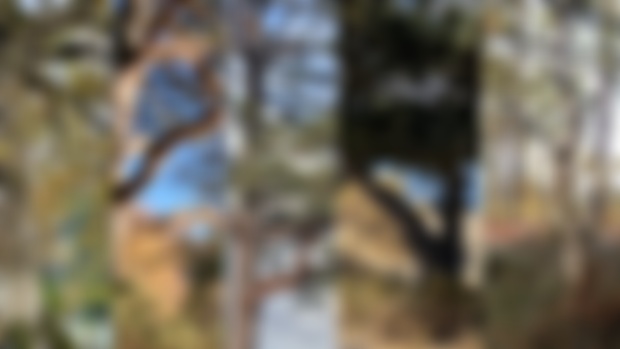 January 2025 Photo Reference Pack - TREES