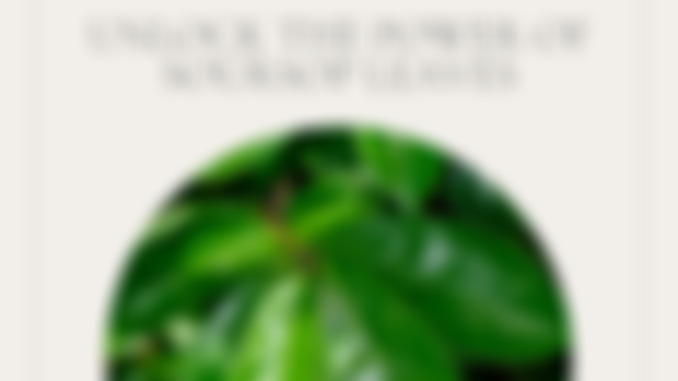 Post #314 - Unlocking the Power of Soursop Leaves