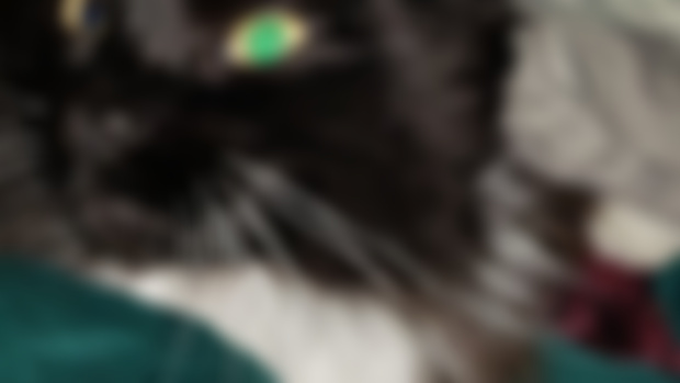 Cuddling with my Cat 