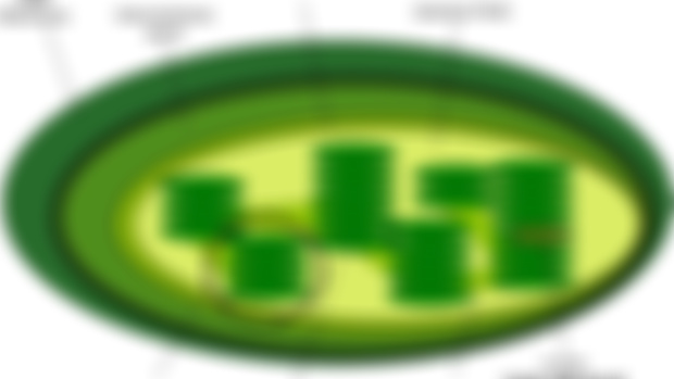 Podcast 299 - Small Green Things