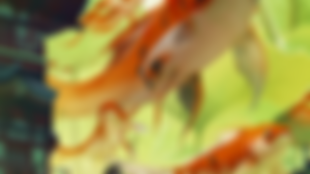 Fish landscape - almost done 