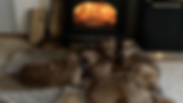 The dogs during freezing cold 🥶 