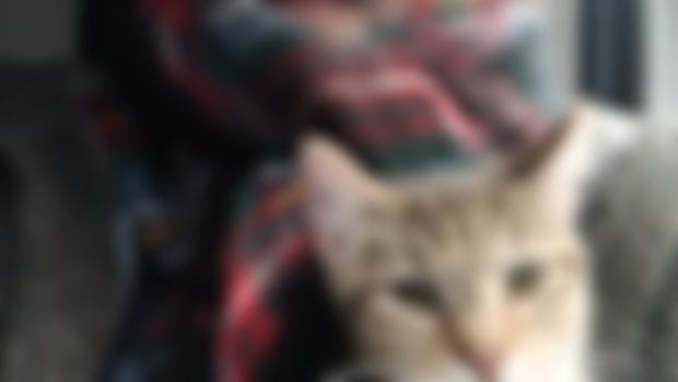 Hooray, finally we have found our lovely young cat (Cookie), after 10 horrible days in the wood! Hourra, enfin nous avons retrouvé notre adorable jeune chatte (Cookie), après 10 jours horribles dans les bois !