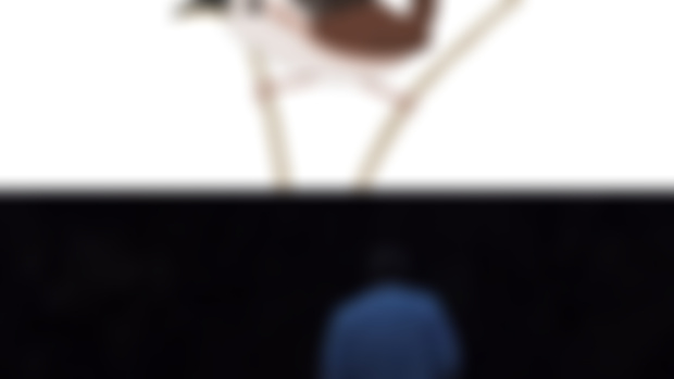 Marsh Wren (guidebook tease)