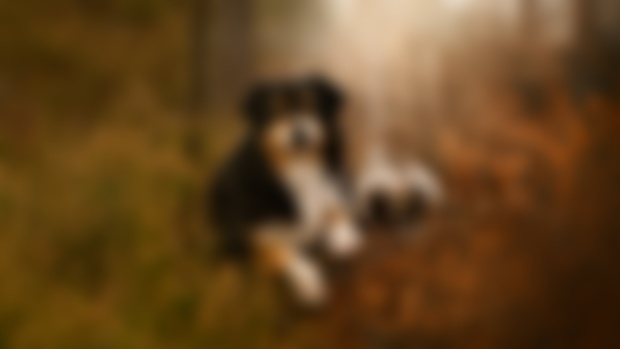 Nito & Blitz dans les Bruyères .PSD