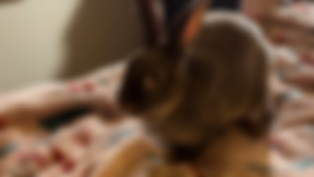 Introducing Miss Elizabeth…