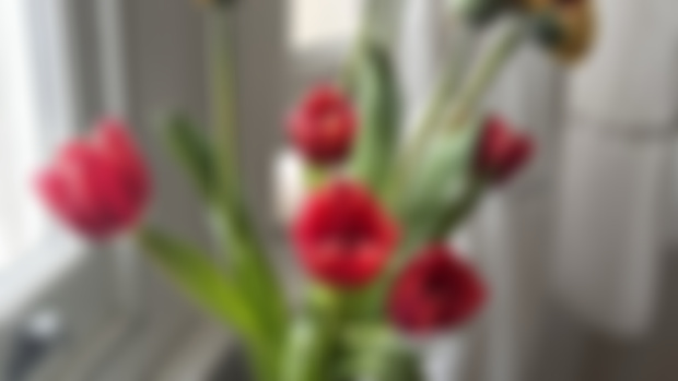 Blooms that greet the sun and whisper to the moon