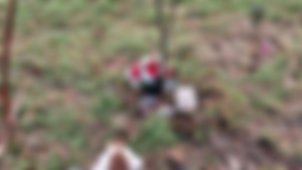 Nearly 300 apple trees planted
