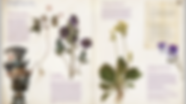 The Fairy Herbarium-page1 - Mysterious Faeries  ++++ L'herbier des Fées-Page 1 