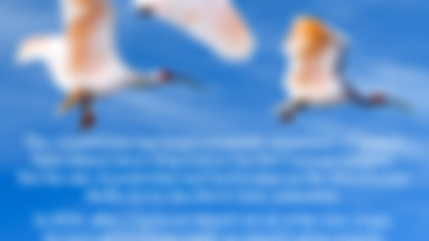 We Fly Again – Sabo Island's Crested Ibis