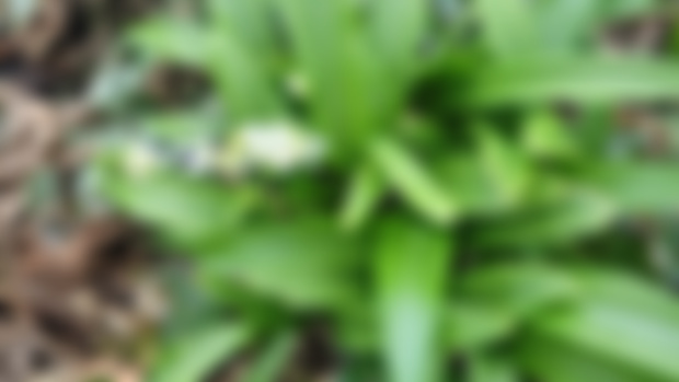 Wild garlic 🌱