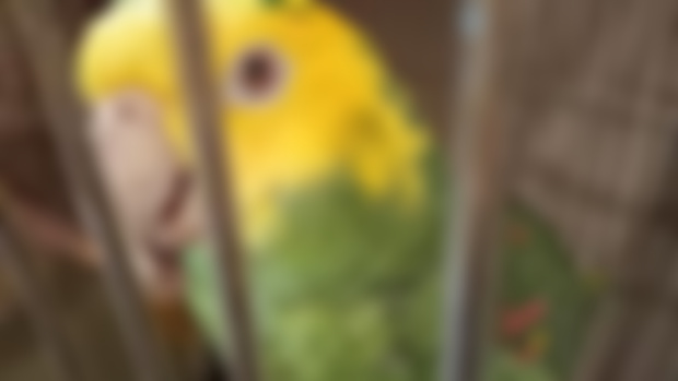 There’s a new rescue coming