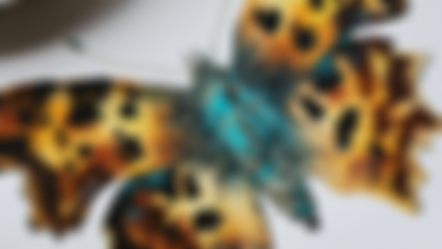 Next tutorial - Comma butterfly 